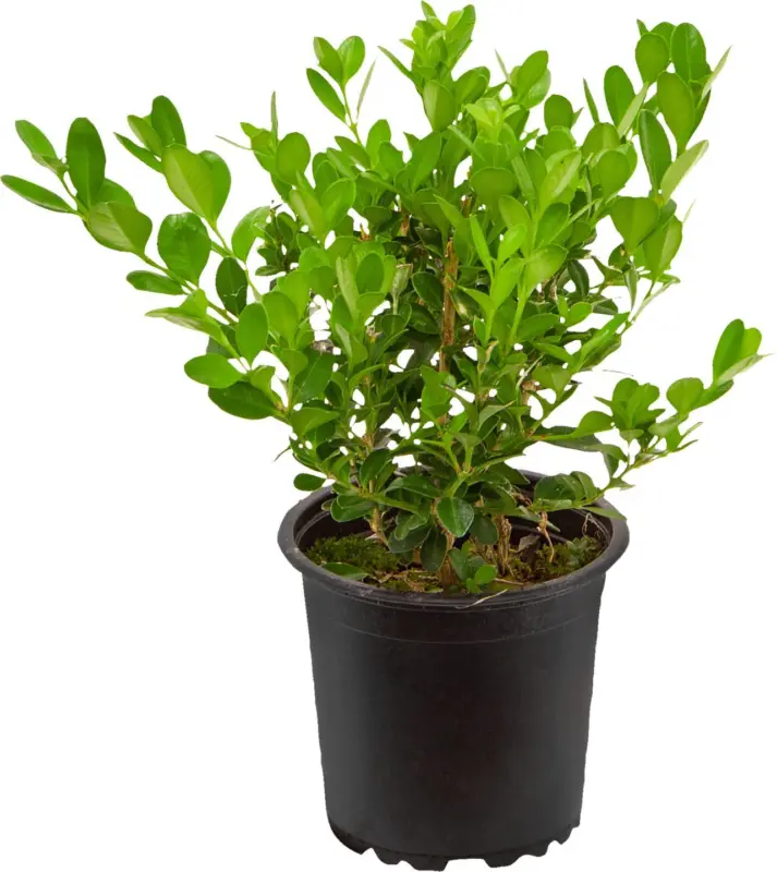 Буксус &Oslash;9 см