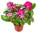 Kaufland хипермаркет Рододендрон &Oslash;23 см - до 12-04-26