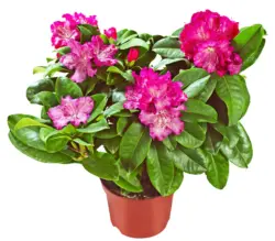 Рододендрон &Oslash;23 см
