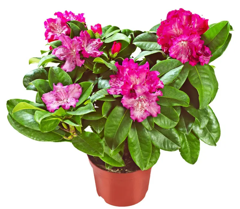 Рододендрон &Oslash;23 см