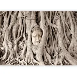Fototapete Buddha&acute;s Tree Braun