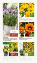 Pflanzen-K&ouml;lle: Fr&uuml;hlingsfreude