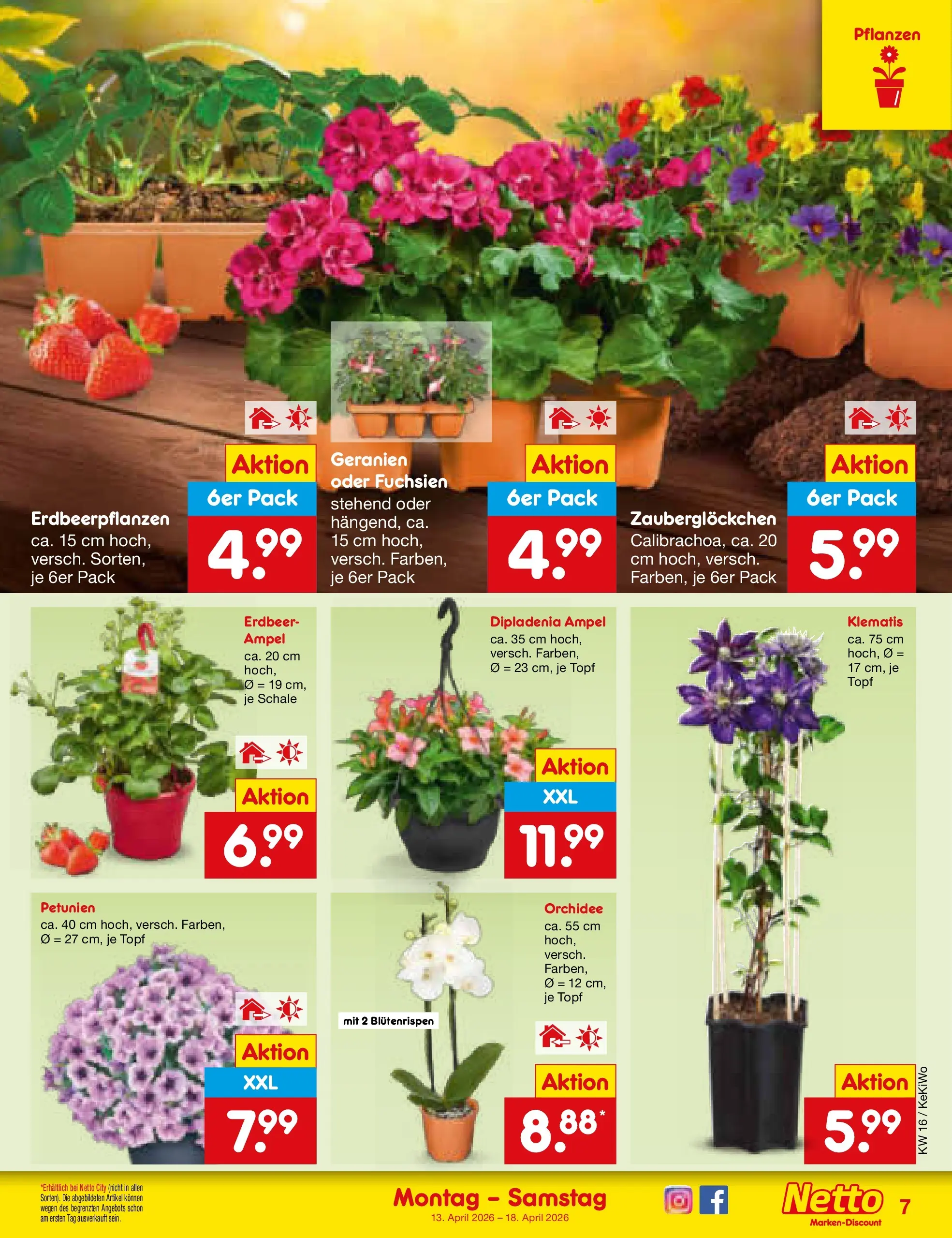 Netto Marken-Discount Prospekt Oberhaid (ab 13.04.2026) » Angebote | Seite: 9 | Produkte: Orchidee, Geranien Netto Marken-Discount Prospekt Oberhaid (ab 13.04.2026) » Angebote | Seite: 9 | Produkte: Orchidee, Geranien