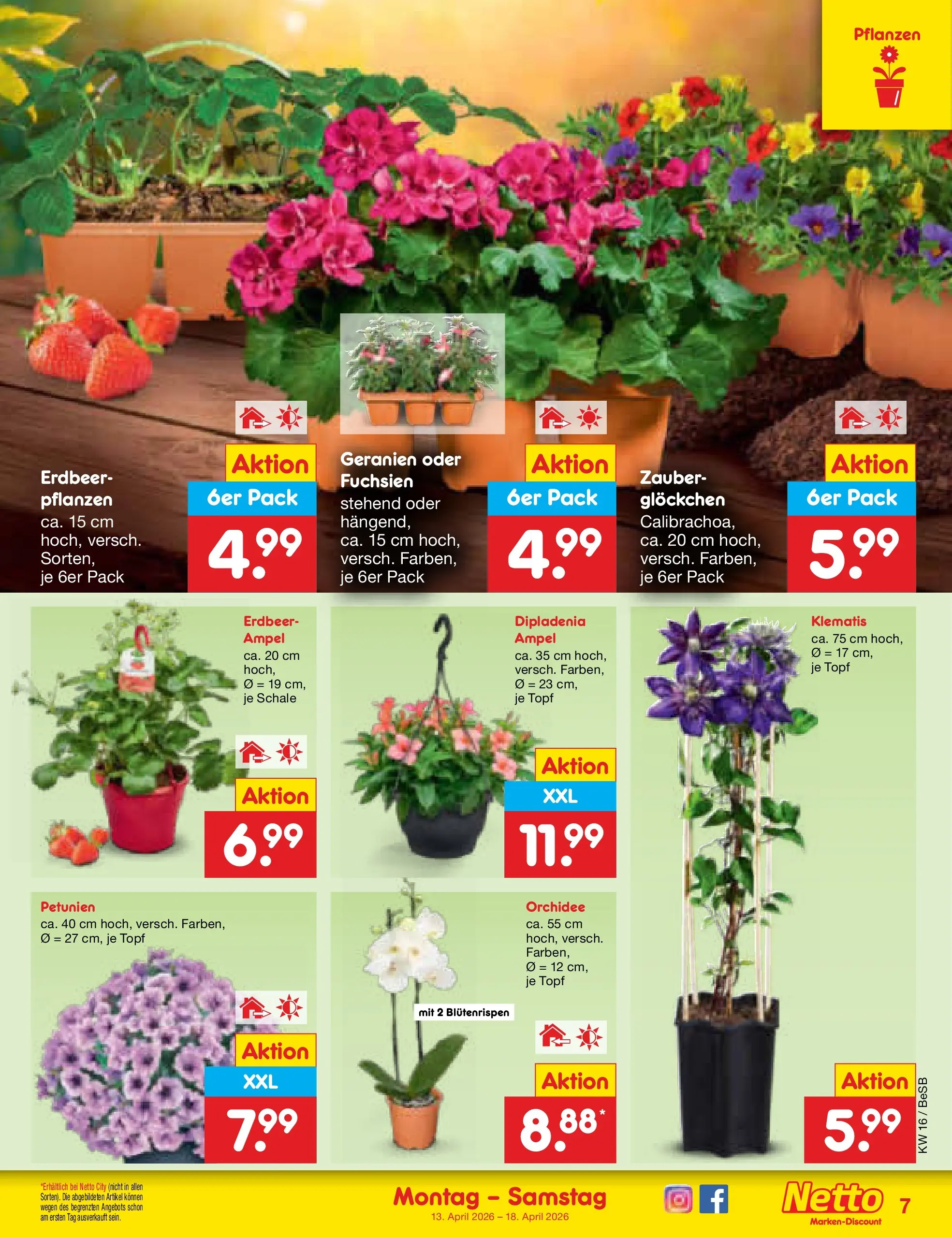 Netto Marken-Discount Prospekt Kremmen	 (ab 13.04.2026) » Angebote | Seite: 9 | Produkte: Orchidee, Geranien
