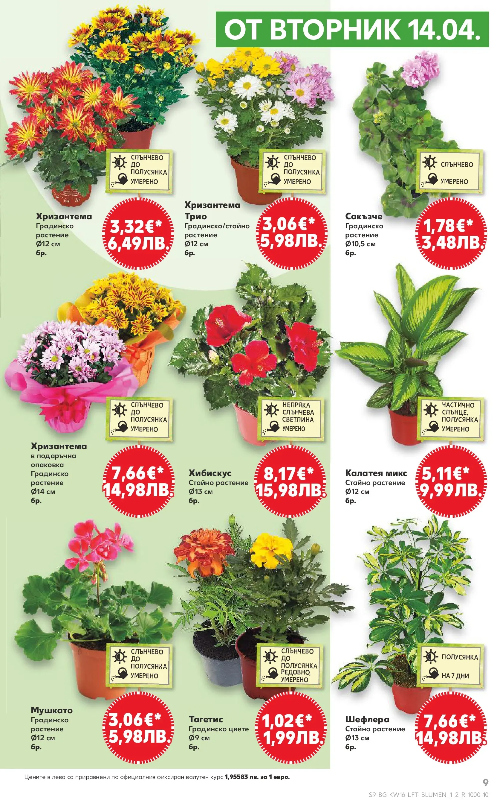 Нова Кауфланд - Седмични предложения в Kaufland с валидност до 19.04.2026 от 12.04.2026 | Страница: 9 | Продукти: Хризантема