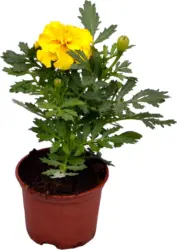 Тагетис &Oslash;9 см