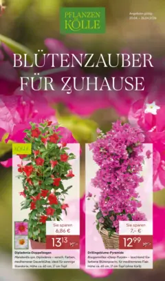 Pflanzen-Kölle Blütenzauber für Zuhause ab 20.04.2026 gültig