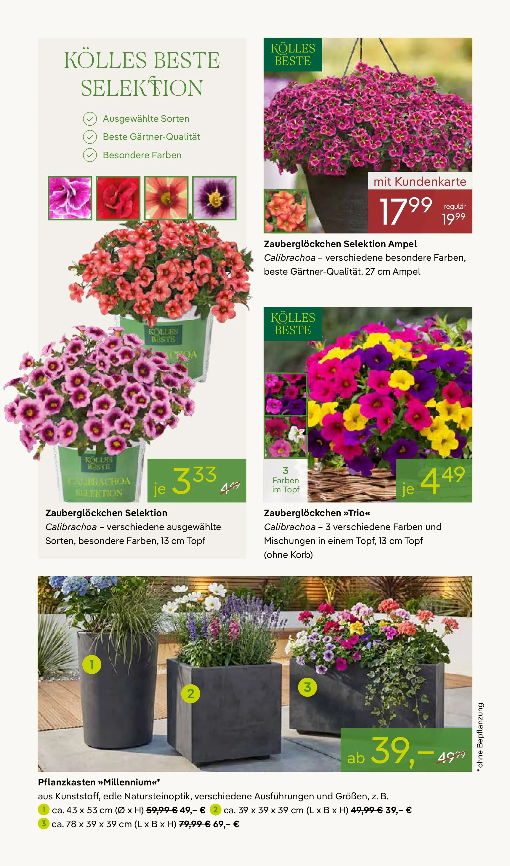 Pflanzen-Kölle Blütenzauber für Zuhause Teltow (ab 20.04.2026) zum Blättern | Seite: 2 | Produkte: Korb