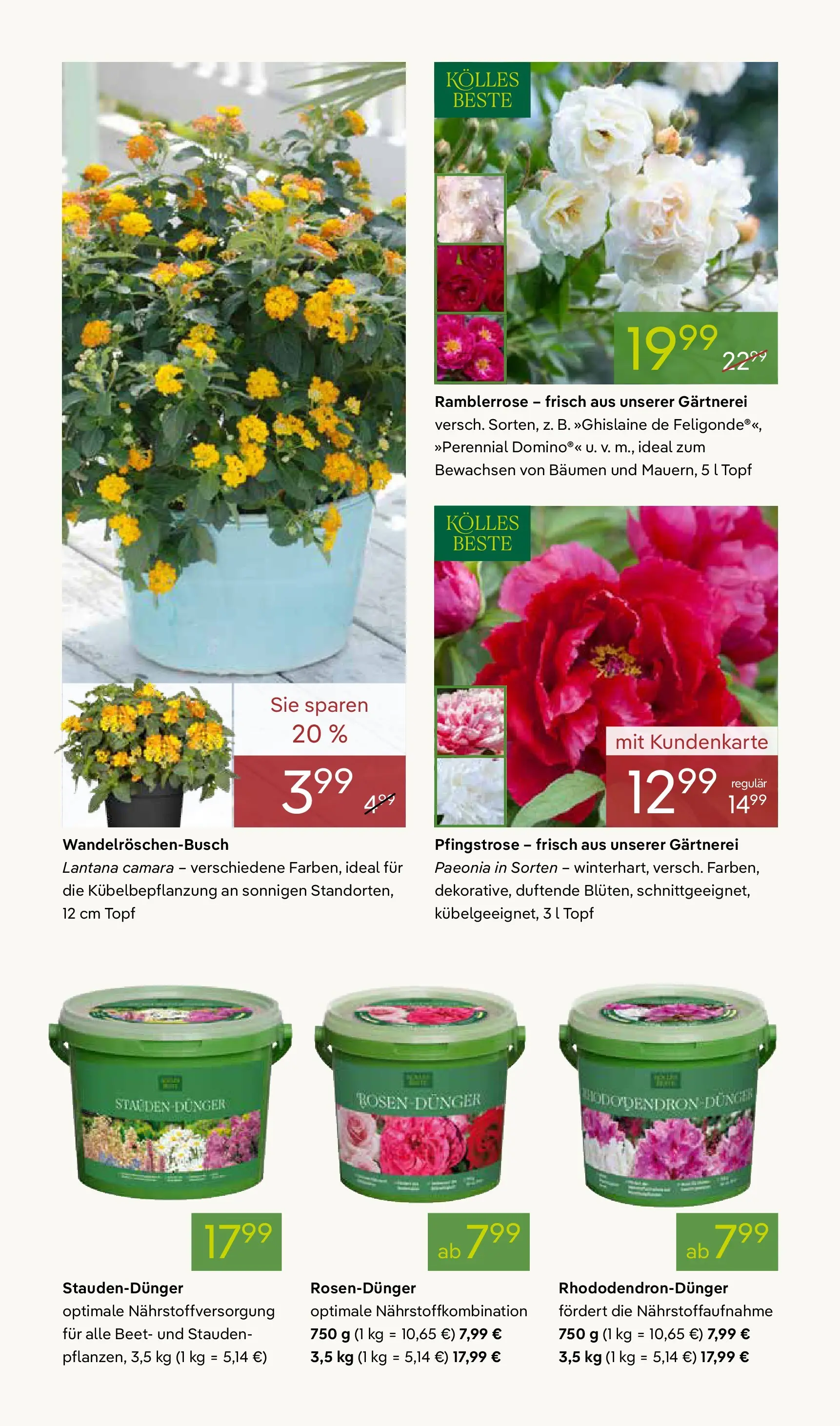 Pflanzen-Kölle Blütenzauber für Zuhause Teltow (ab 20.04.2026) zum Blättern | Seite: 4