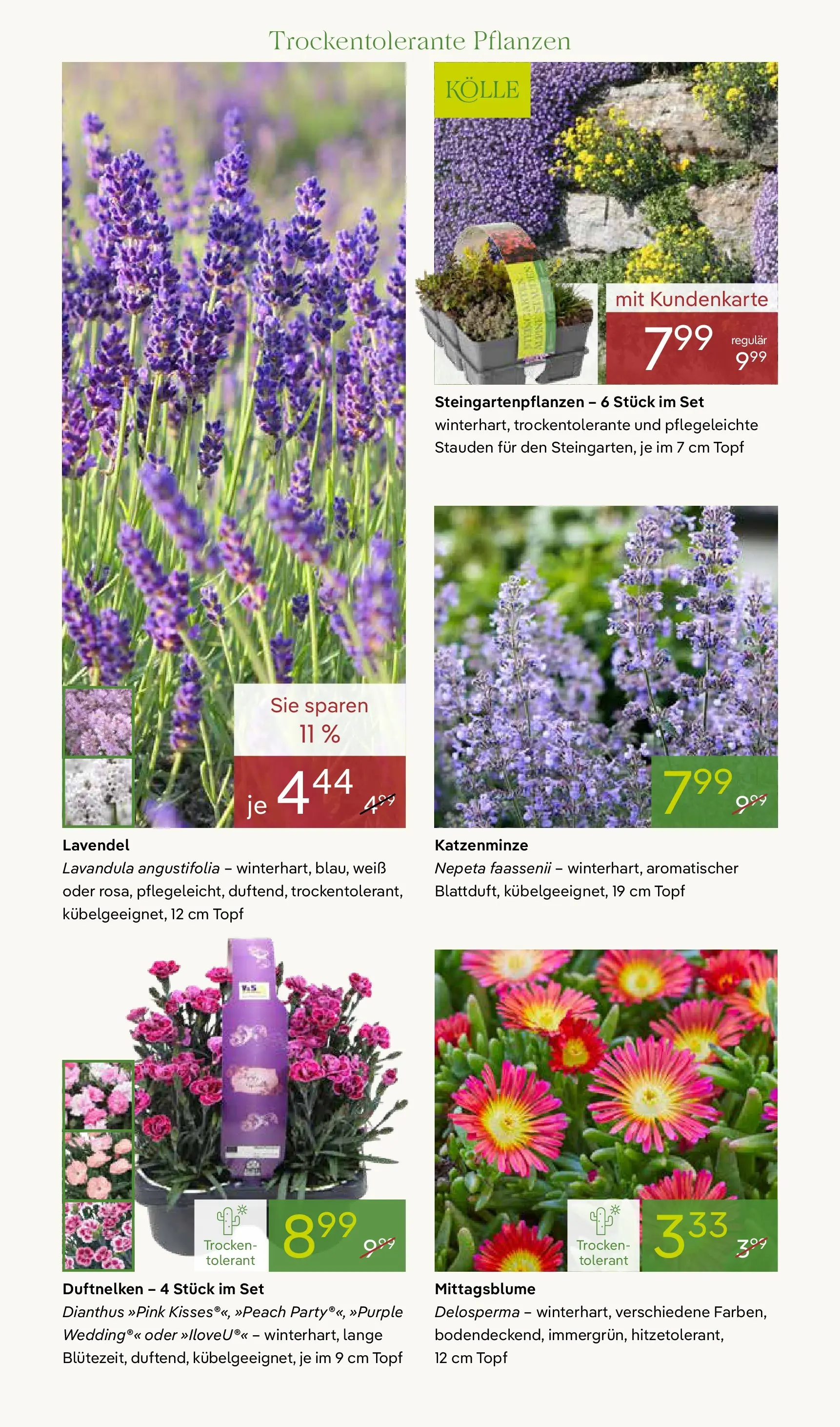 Pflanzen-Kölle Blütenzauber für Zuhause Teltow (ab 20.04.2026) zum Blättern | Seite: 6 | Produkte: Lavendel