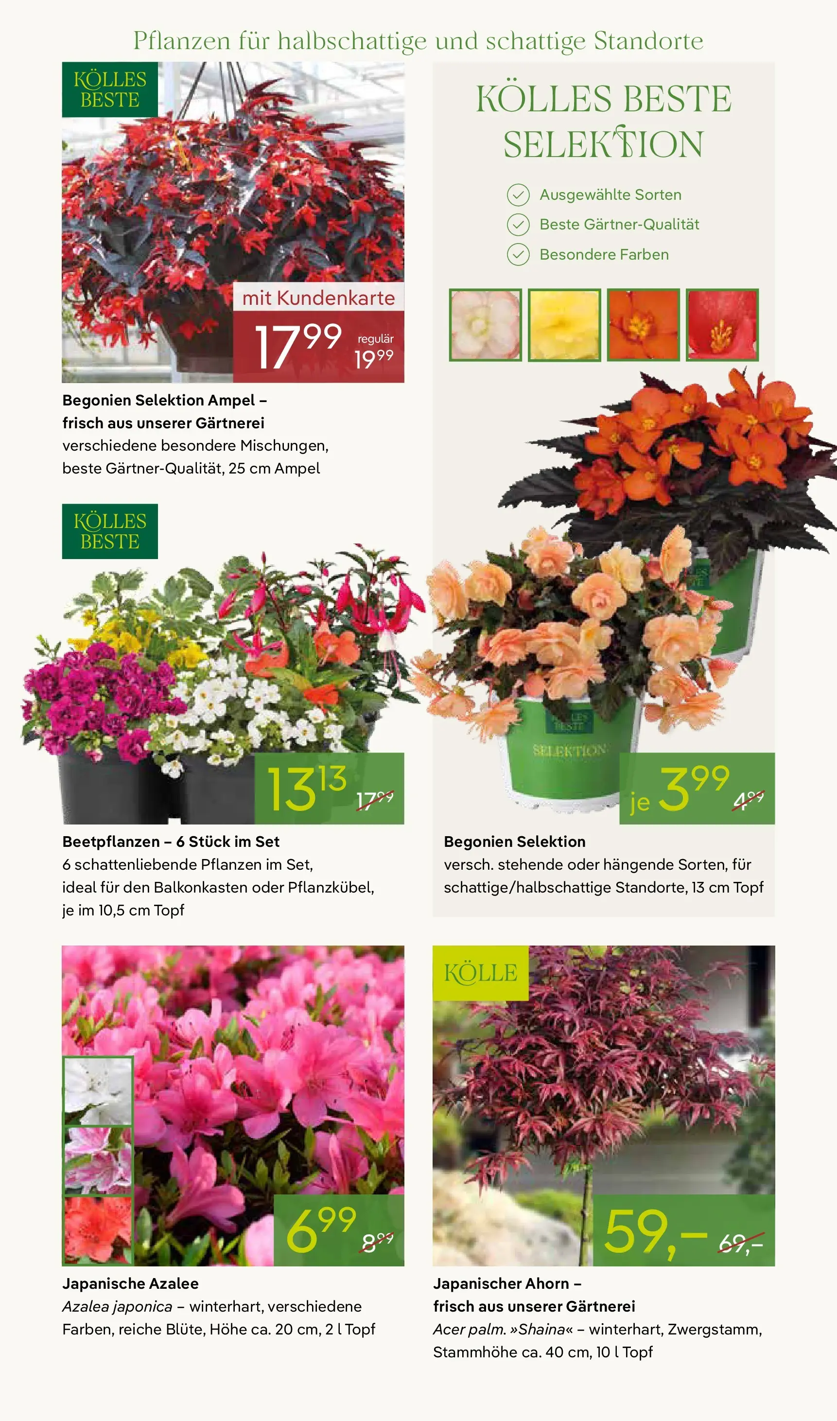 Pflanzen-Kölle Blütenzauber für Zuhause Teltow (ab 20.04.2026) zum Blättern | Seite: 7