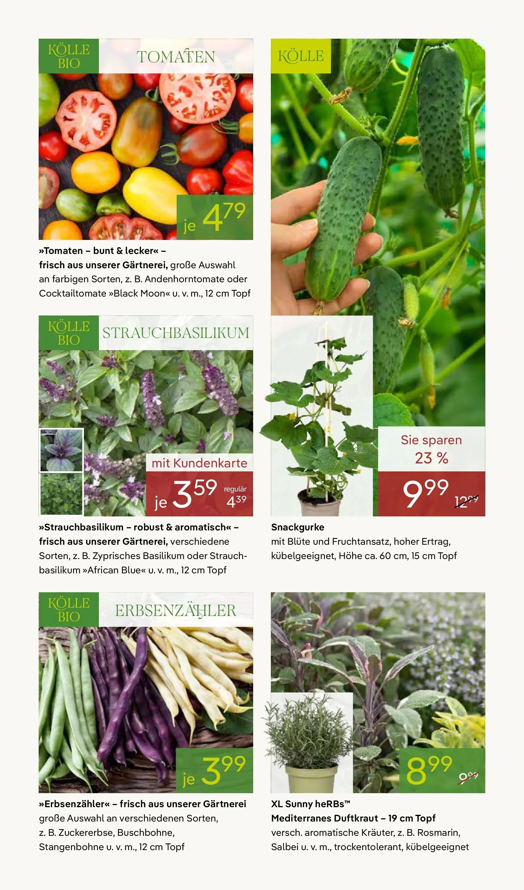 Pflanzen-Kölle Blütenzauber für Zuhause Teltow (ab 20.04.2026) zum Blättern | Seite: 9 | Produkte: Tomaten