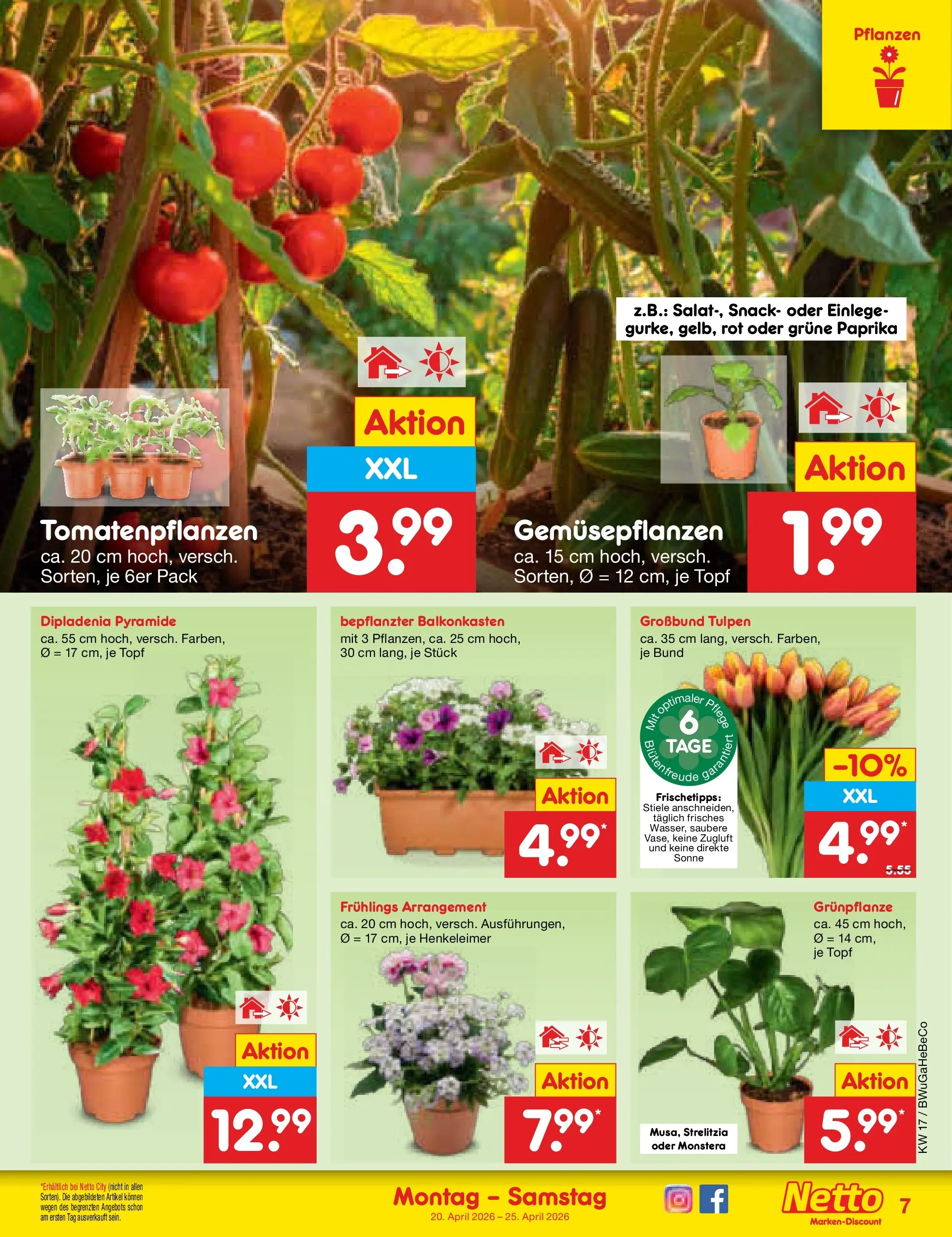 Netto Marken-Discount Prospekt Bitterfeld-Wolfen	 (ab 19.04.2026) » Angebote | Seite: 9 | Produkte: Paprika