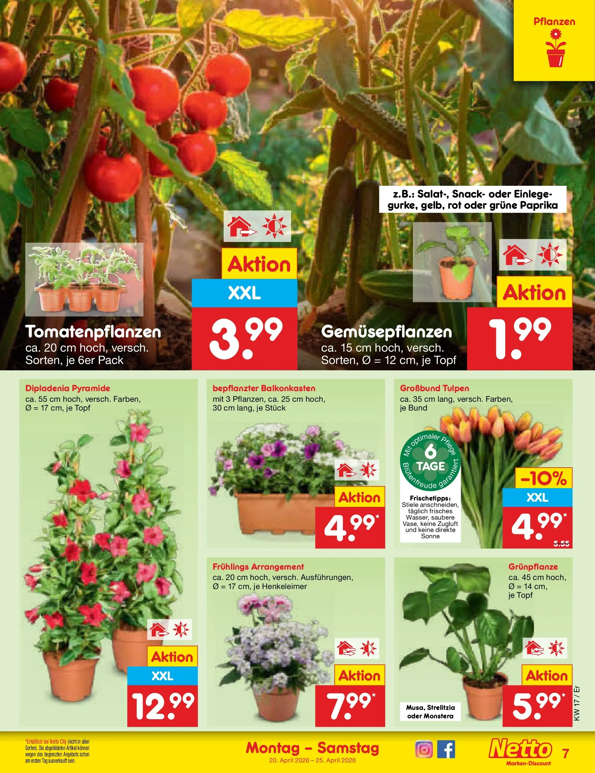 Netto Marken-Discount Prospekt Nordhausen	 (ab 19.04.2026) » Angebote | Seite: 9 | Produkte: Paprika