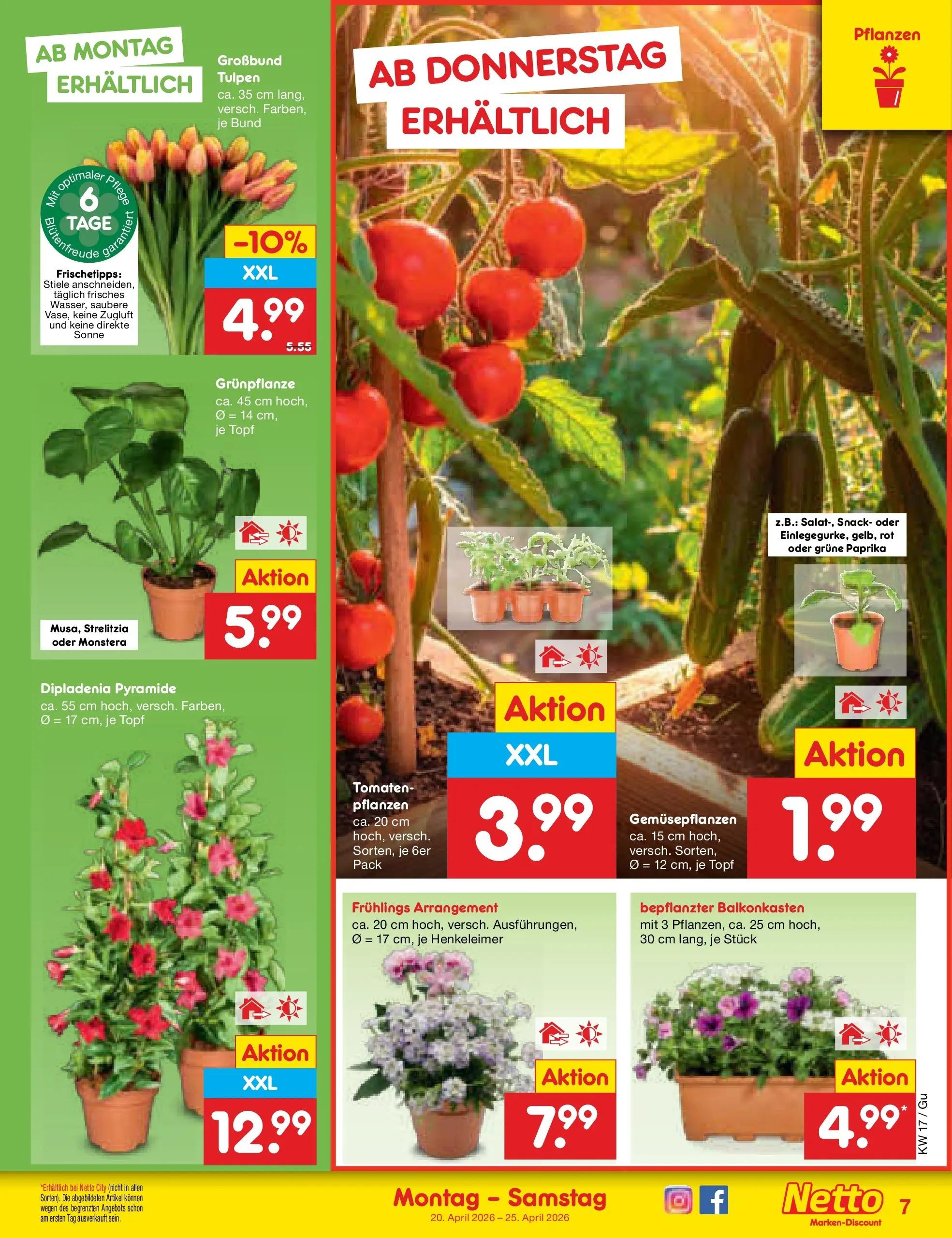 Netto Marken-Discount Prospekt Machern	 (ab 19.04.2026) » Angebote | Seite: 9 | Produkte: Tomaten, Paprika