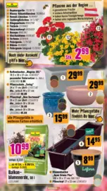 Hornbach: Bl&uuml;tezeit beginnt jetzt.