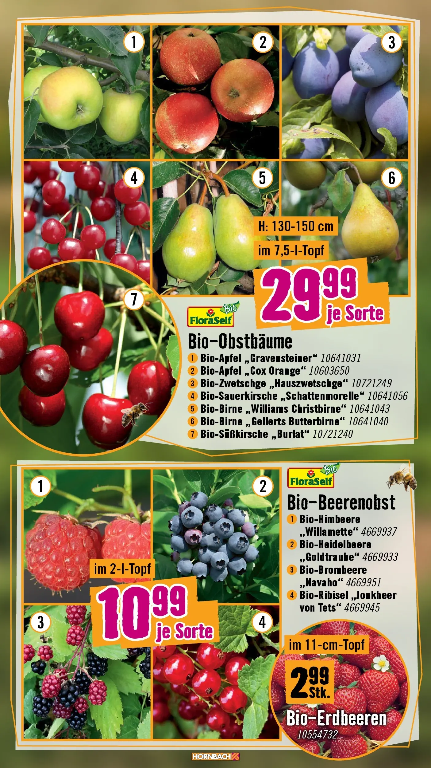 Hornbach Blütezeit beginnt jetzt von 15.04.2026 - Aktuelle Angebote | Seite: 6