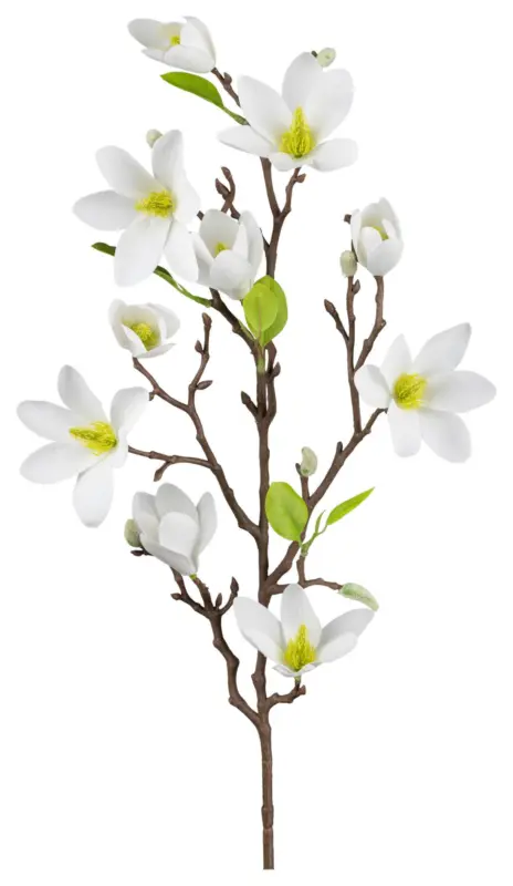 Magnolie Wei&szlig; ca. 83cm