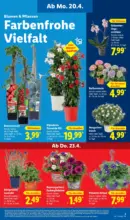 Lidl Lidl: Wochenangebote - ab 20.04.2026