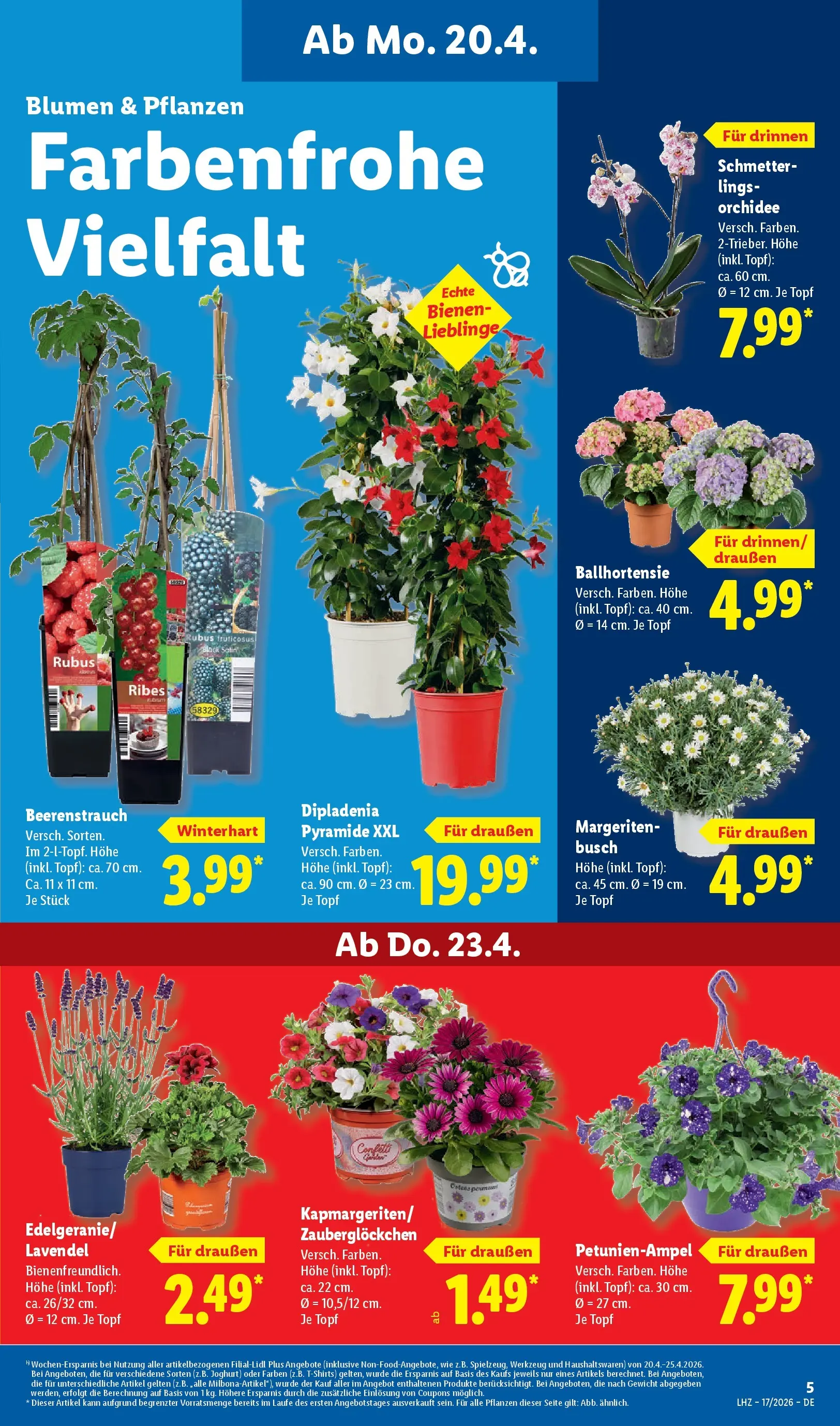 Lidl Prospekt Zülpich (ab 19.04.2026) zum Blättern » Angebote | Seite: 7 | Produkte: Gewicht, Orchidee, Blumen, Lavendel