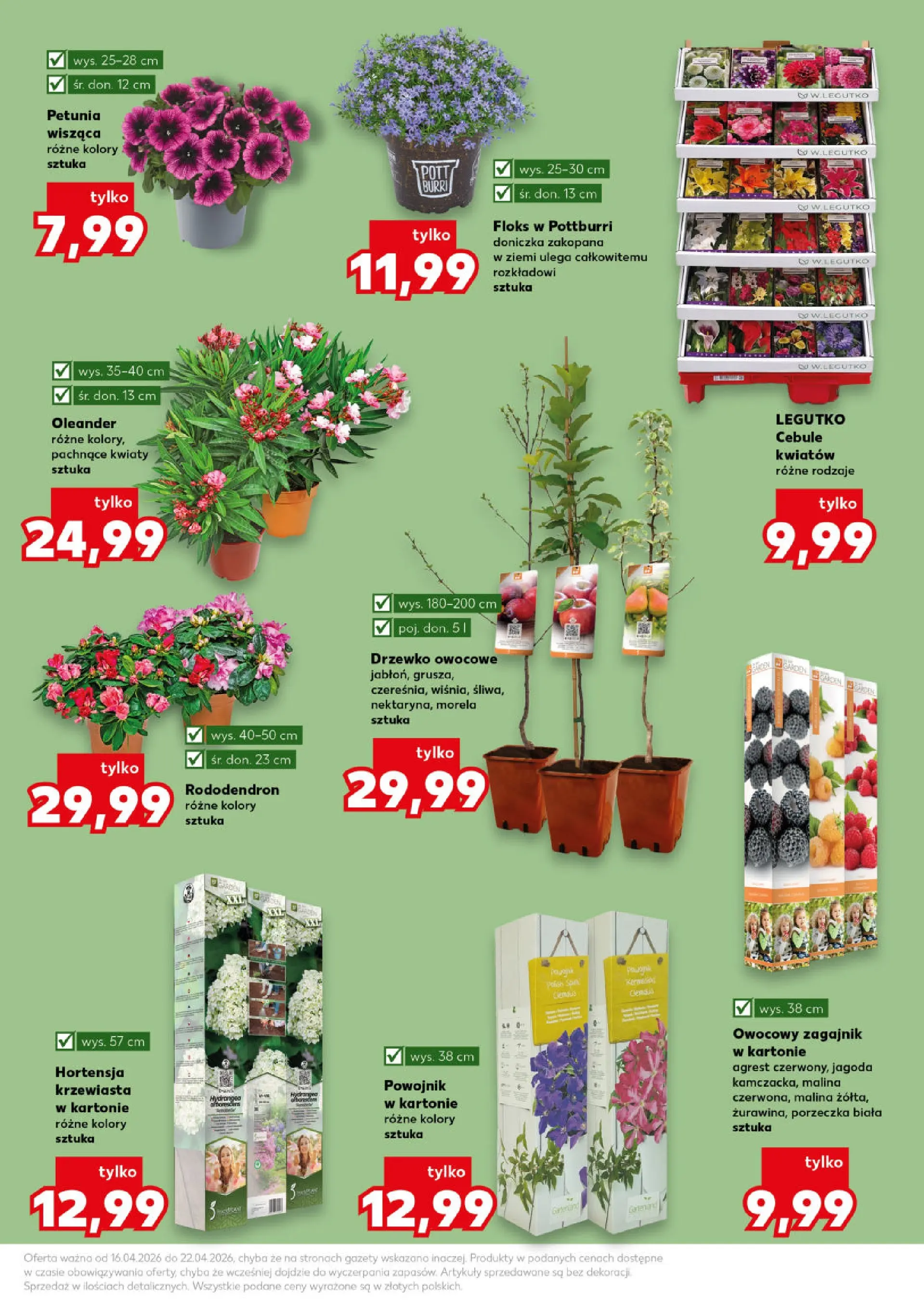 Kaufland gazetka - Ogród od 16.04.2026 - od jutra PDF | Strona: 11 | Produkty: Porzeczka, Doniczka, Kwiaty, Cebule
