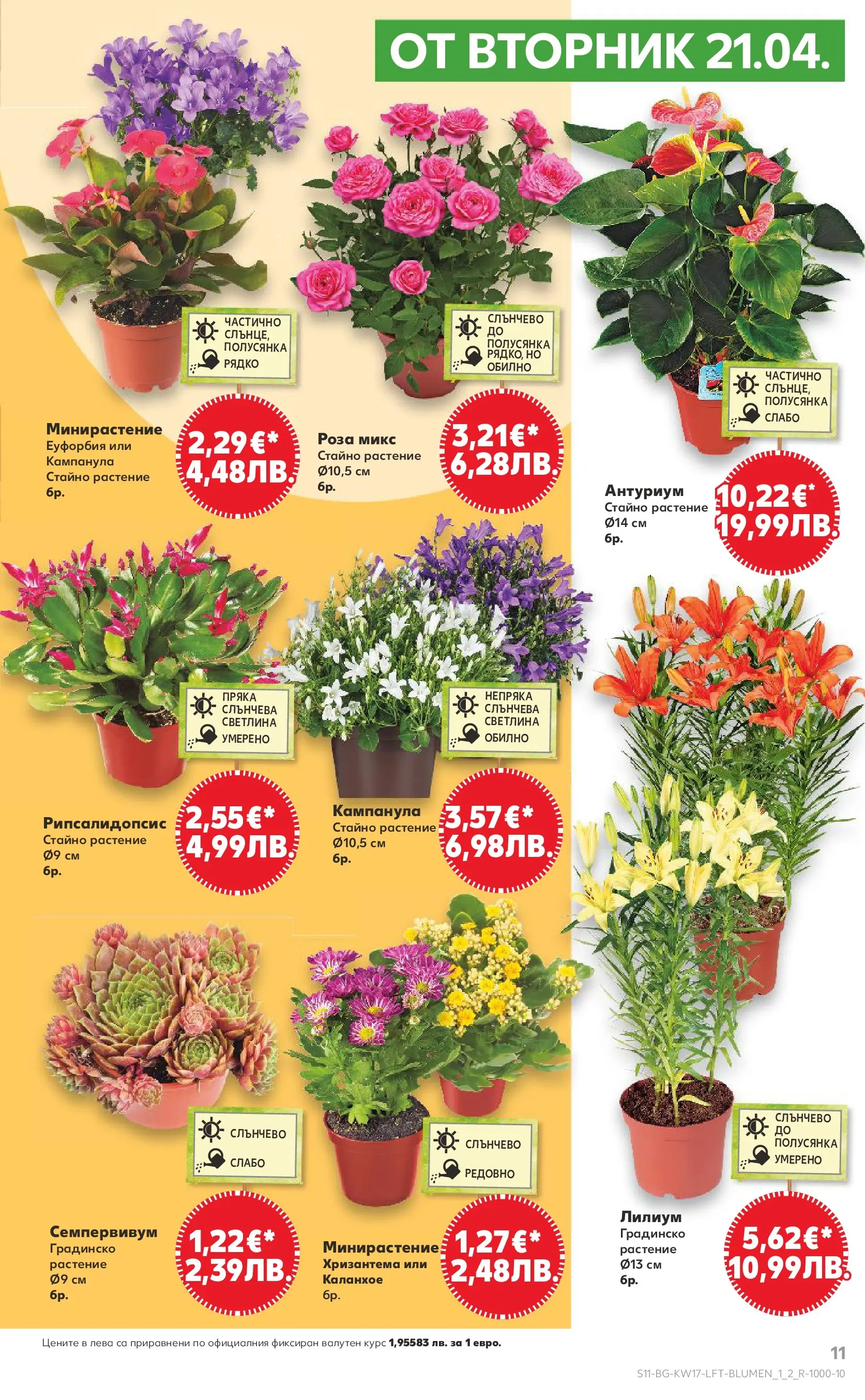 Нова Кауфланд - МЕГА изгодни цени в Kaufland с валидност до 26.04.2026 от 19.04.2026 | Страница: 11 | Продукти: Хризантема, Роза