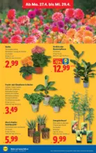Lidl Lidl - ab 23.04.2026