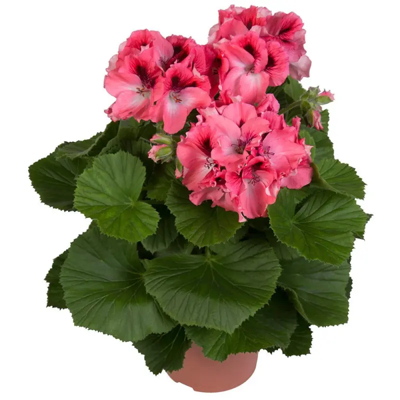 Пеларгониум Грандифлорум &Oslash;12 см