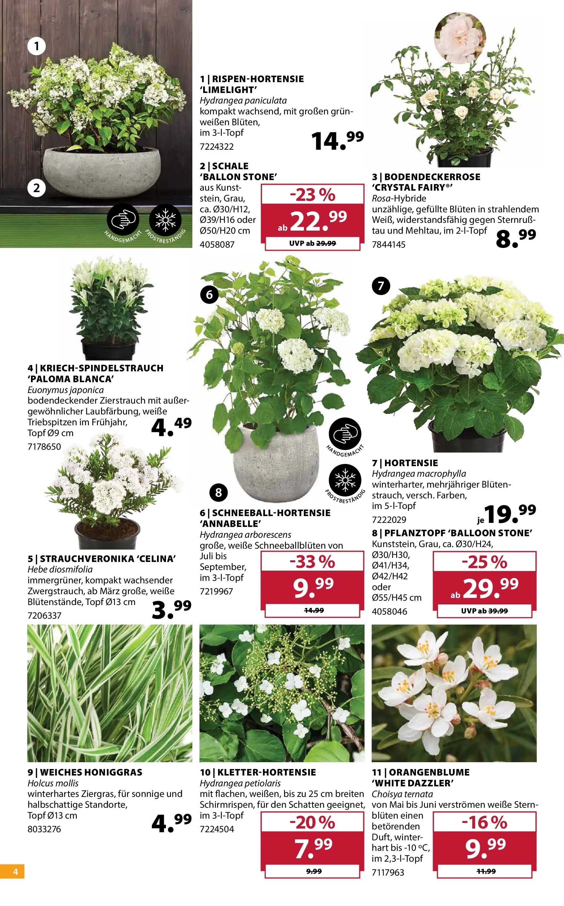 Dehner - Dehner: Garten & Zoo (ab 21.04.2026) zum Blättern | Seite: 4 | Produkte: Hortensie