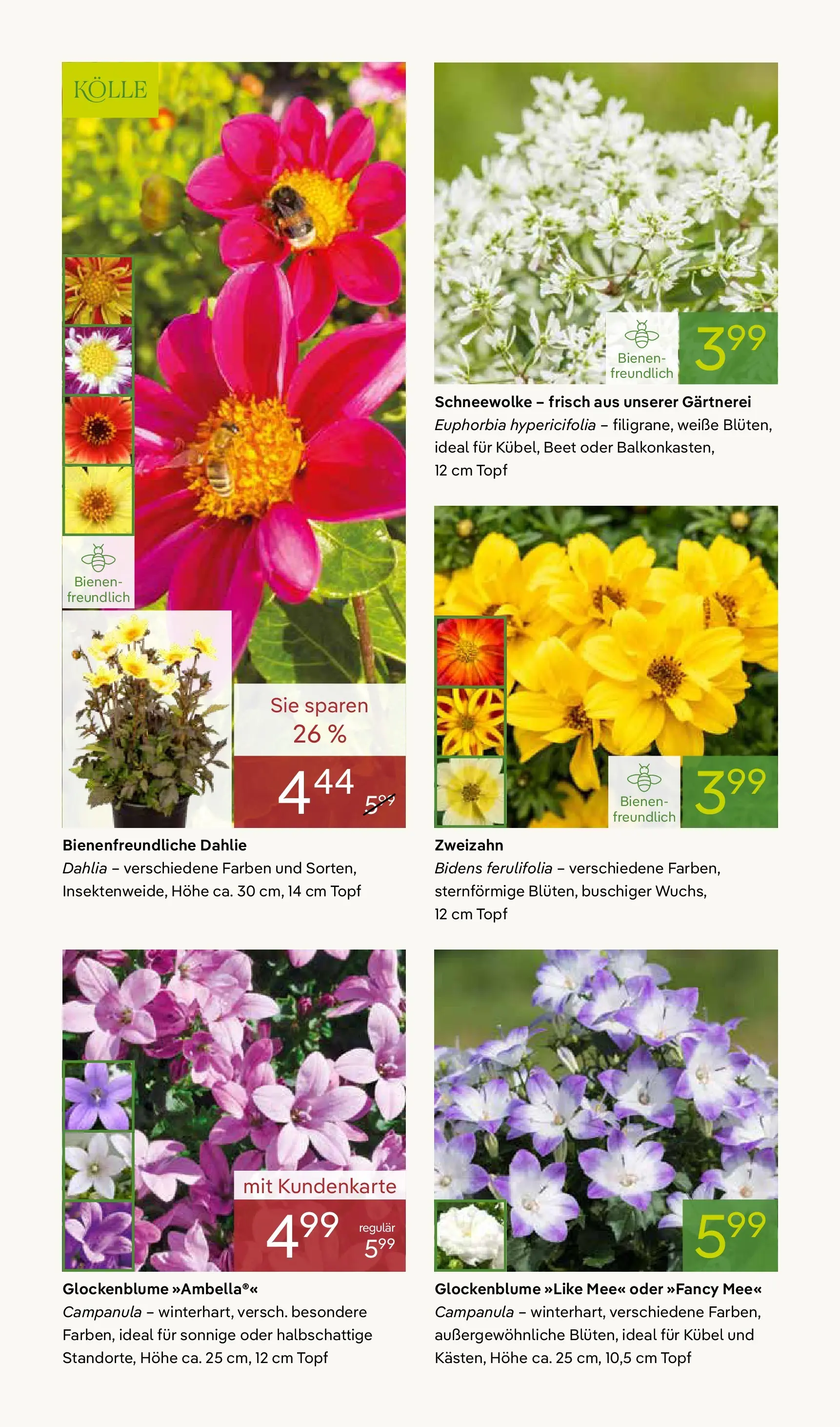 Pflanzen-Kölle Blühende Duftoase (ab 27.04.2026) zum Blättern | Seite: 2