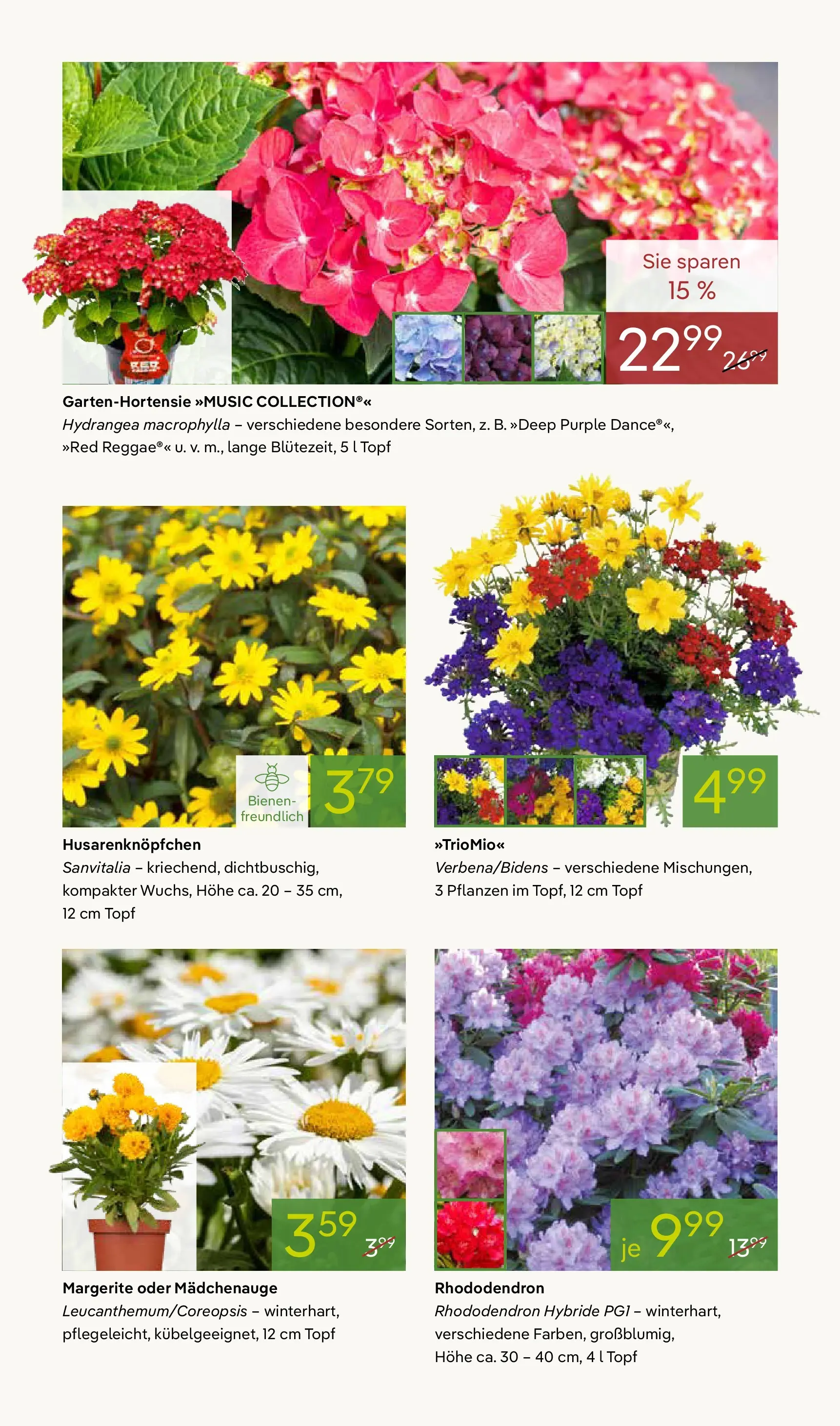 Pflanzen-Kölle Blühende Duftoase (ab 27.04.2026) zum Blättern | Seite: 3