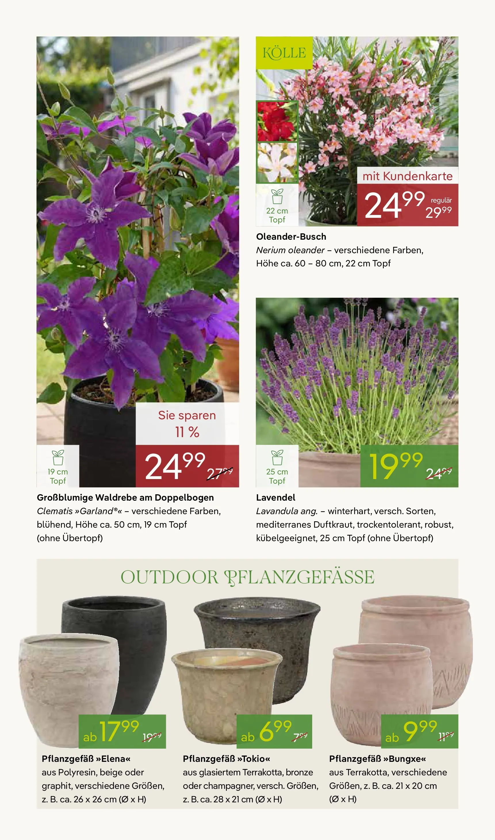 Pflanzen-Kölle Blühende Duftoase (ab 27.04.2026) zum Blättern | Seite: 4 | Produkte: Lavendel