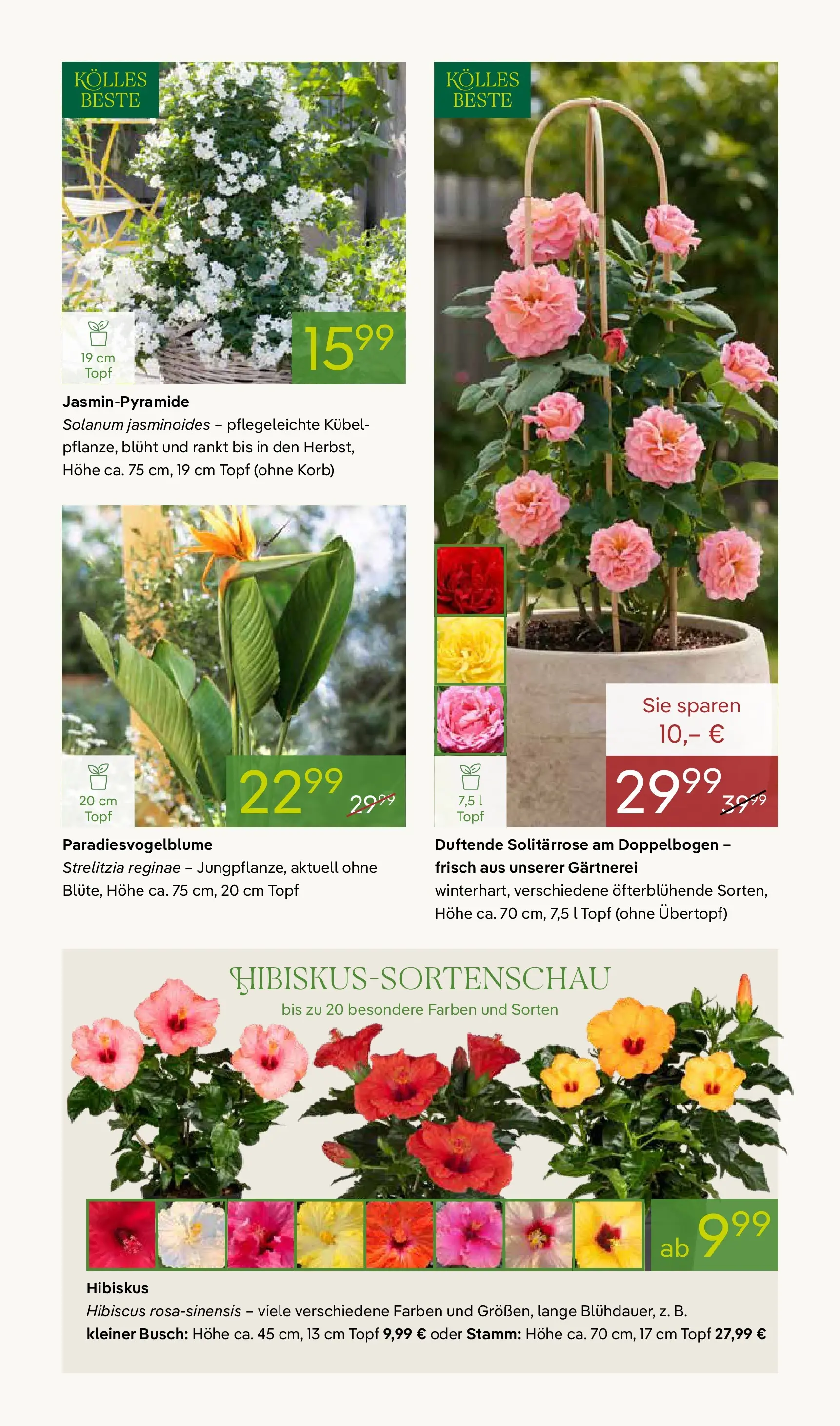 Pflanzen-Kölle Blühende Duftoase (ab 27.04.2026) zum Blättern | Seite: 5 | Produkte: Korb