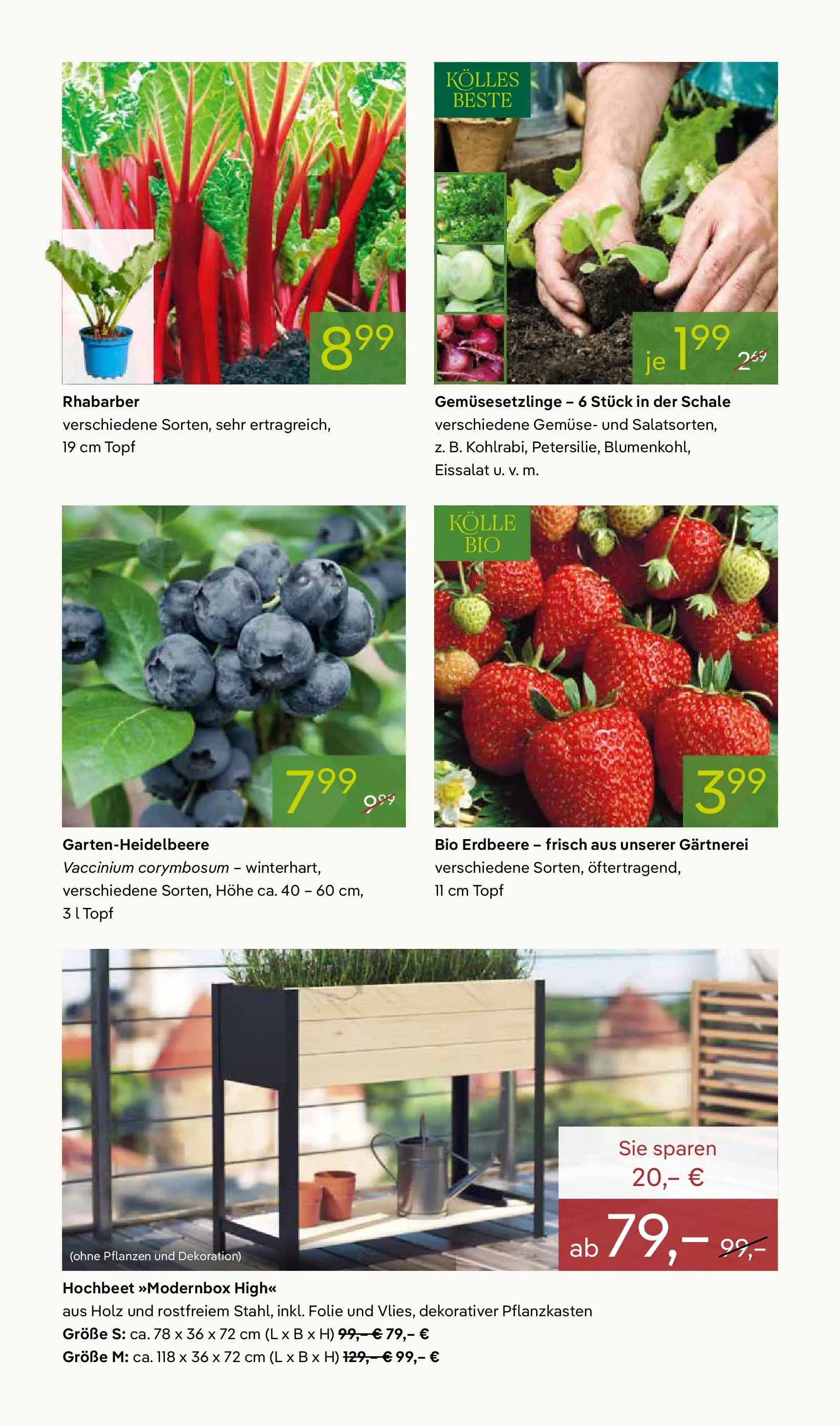 Pflanzen-Kölle Blühende Duftoase (ab 27.04.2026) zum Blättern | Seite: 6 | Produkte: Hochbeet, Eissalat, Gemüse, Rhabarber