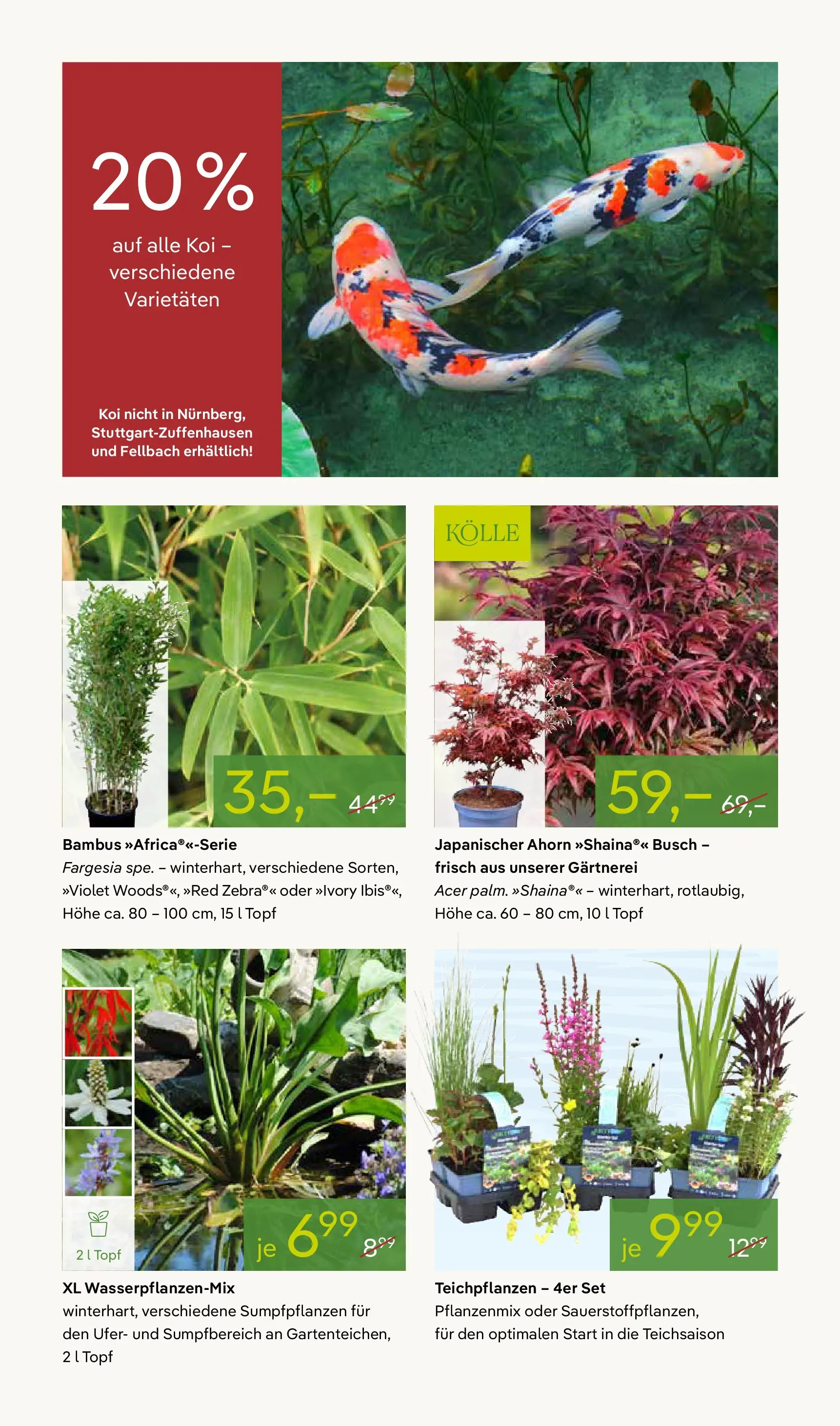 Pflanzen-Kölle Blühende Duftoase (ab 27.04.2026) zum Blättern | Seite: 8