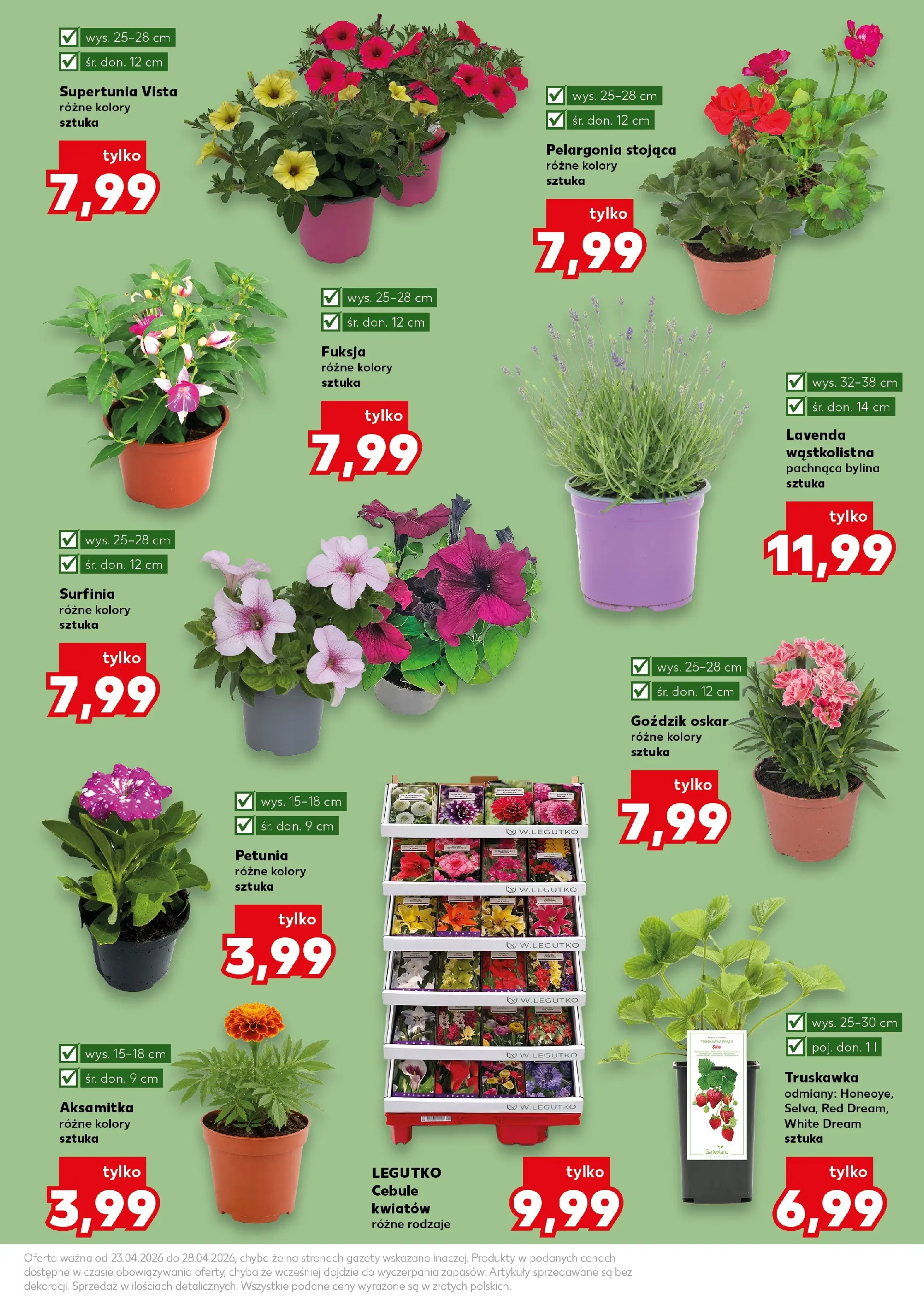 Kaufland gazetka - Ogród od 23.04.2026 - od jutra PDF | Strona: 11 | Produkty: Goździk, Cebule