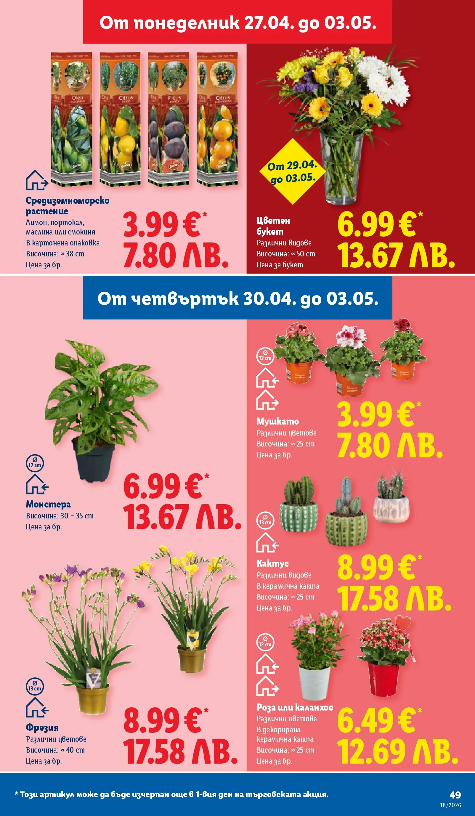 Лидл - Седмични предложения от ЛИДЛ с валидност до 03.05.2026 от 26.04.2026 | Страница: 49 | Продукти: Кашпа, Роза