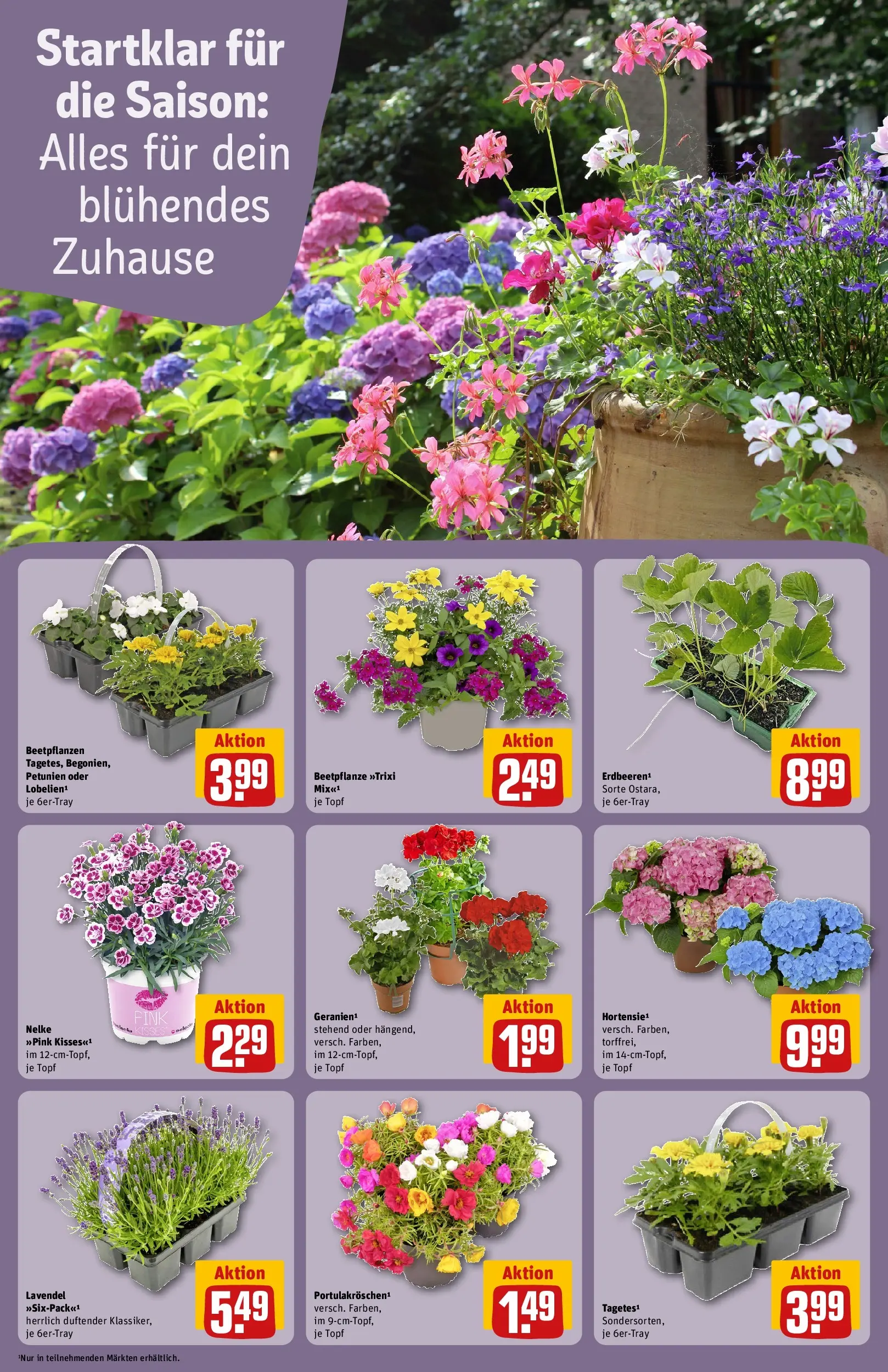 REWE Prospekt ab 27.04.2026 zum Blättern » Angebote | Seite: 8 | Produkte: Lavendel