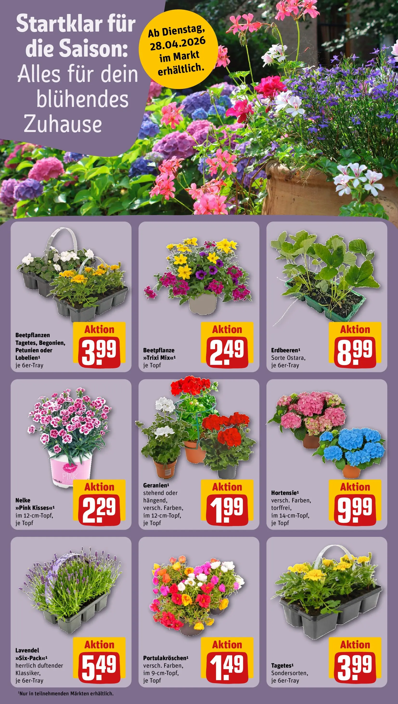 REWE Prospekt ab 27.04.2026 zum Blättern » Angebote | Seite: 8 | Produkte: Lavendel