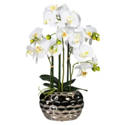 Orchidee