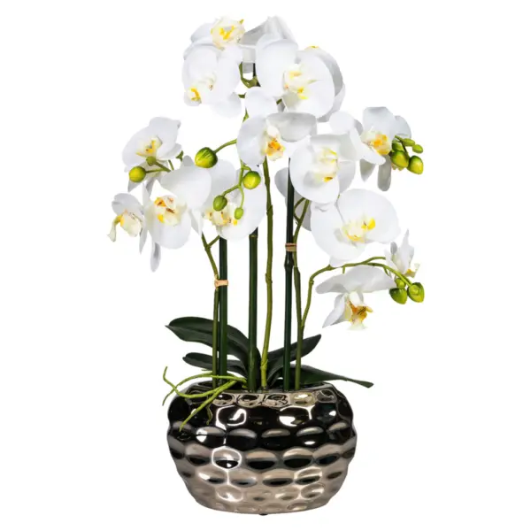 Orchidee