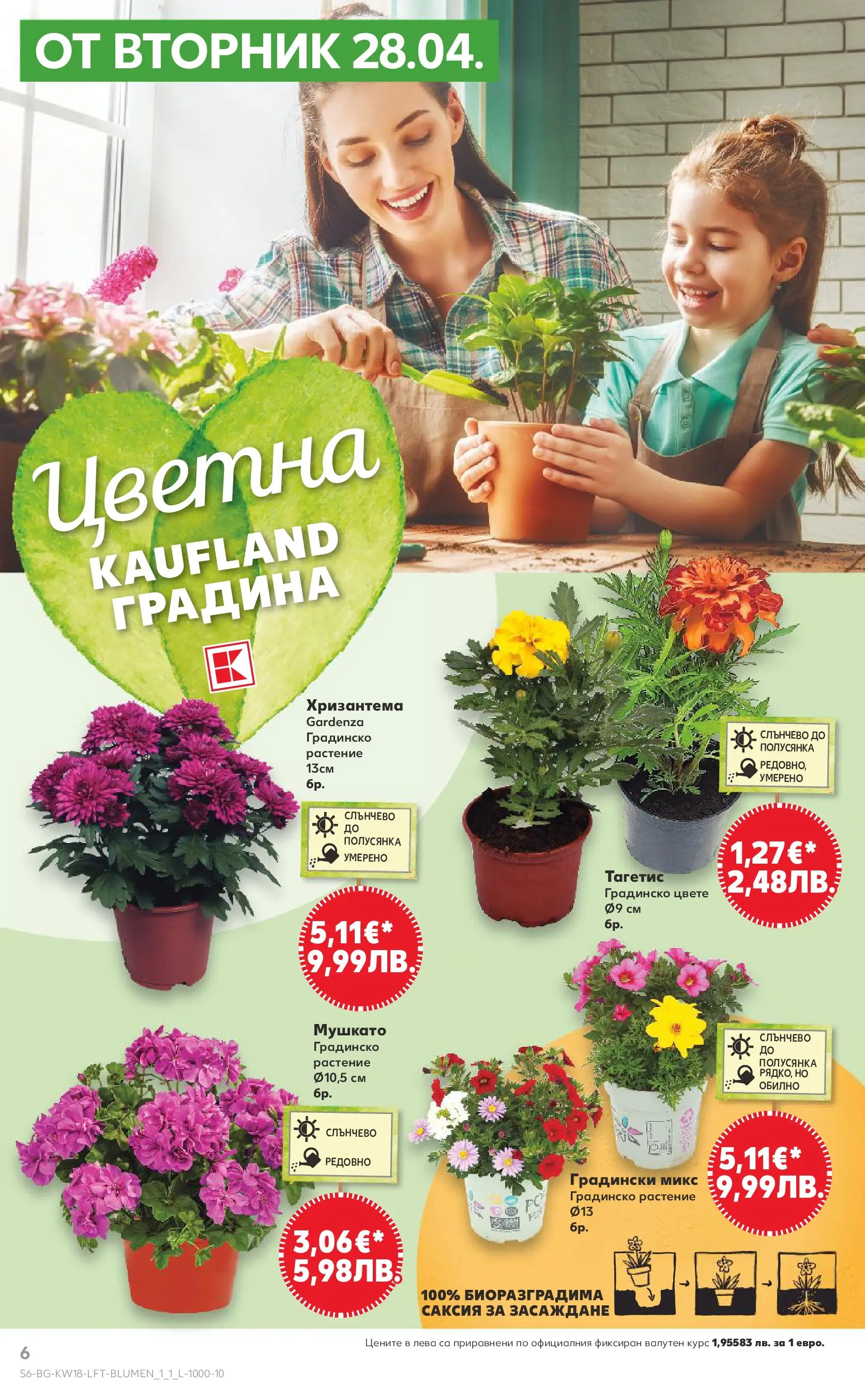Нова Кауфланд - MEGA изгодни цени в Kaufland с валидност до 03.05.2026 от 26.04.2026 | Страница: 6 | Продукти: Хризантема, Саксия