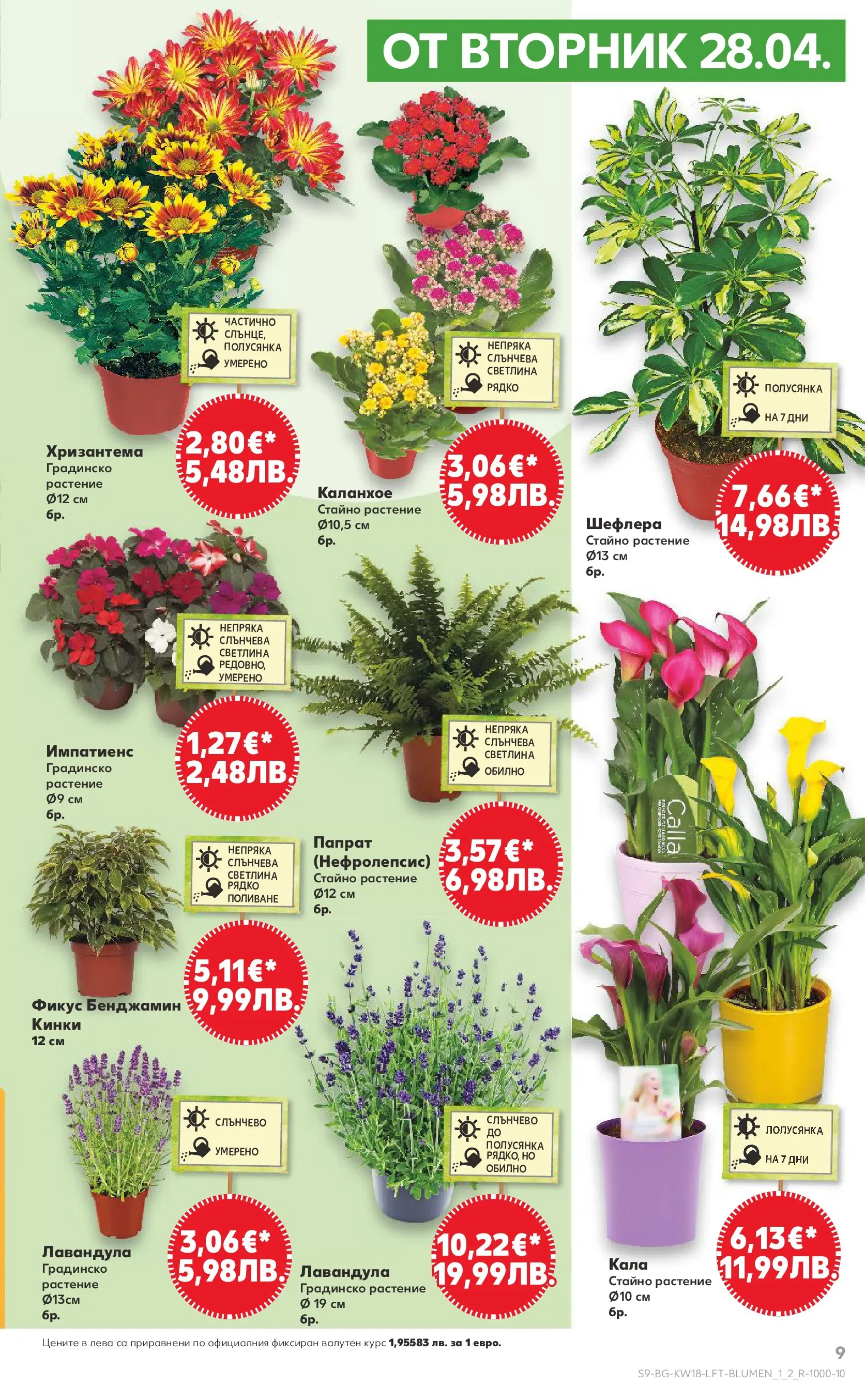 Нова Кауфланд - MEGA изгодни цени в Kaufland с валидност до 03.05.2026 от 26.04.2026 | Страница: 9 | Продукти: Хризантема