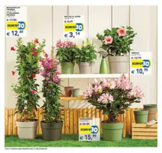 Festa dei fiori