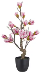 Magnolie Rosa ca. 65cm
