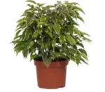 Kaufland хипермаркет Фикус Бенджамин Кинки 12 см - до 03-05-26