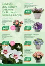 Bellaflora: Flugblatt