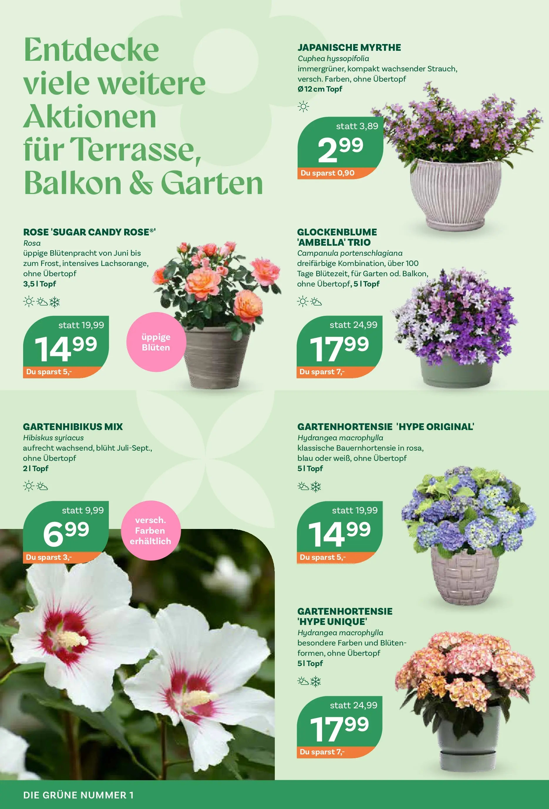 bellaflora Flugblatt - Villach, Wien, Vösendorf von 05.05.2026 - Aktuelle Angebote | Seite: 2