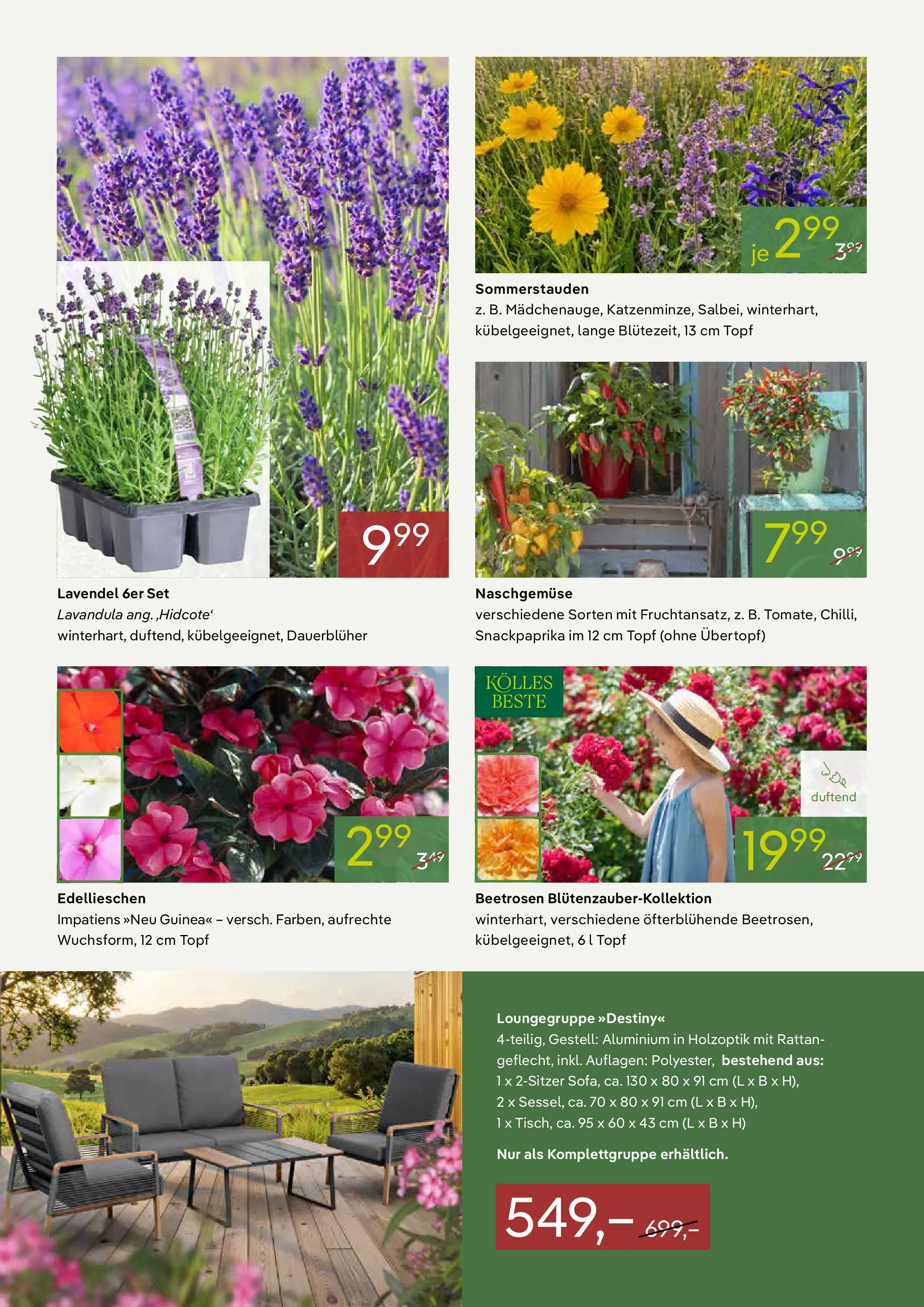 Pflanzen-Kölle Blütenzauber für Ihren Garten (ab 18.05.2026) zum Blättern | Seite: 2 | Produkte: Lavendel