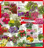 BAUHAUS Bregenz BAUHAUS: Flugblatt - bis 19.05.2026